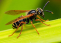 Laboratory Generations of Sugarcane Parasitoid Wasp Lose Fitness Within Ten Generations