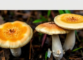 Two New Waxcap Mushrooms Discovered in Southeast China