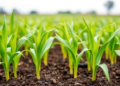 Melatonin eases drought injury in maize seedlings, with effects differing by dose