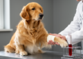 Blood sedimentation rate predicts death risk in dogs with chronic kidney disease