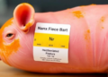 Turmeric and Madder Pigments Turn Nanofiber Labels Into a Visual Pork Freshness Gauge