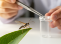 Tiny parasitoid wasps of China get their first complete identification key