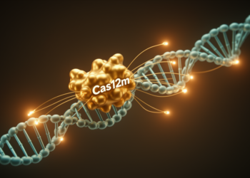 Compact engineered Cas12m enables multiplexed CRISPR gene activation in mice