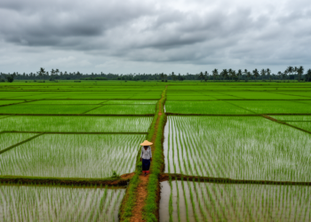 Simple model beats deep learning mapping monsoon-hidden rice in Cauvery Delta