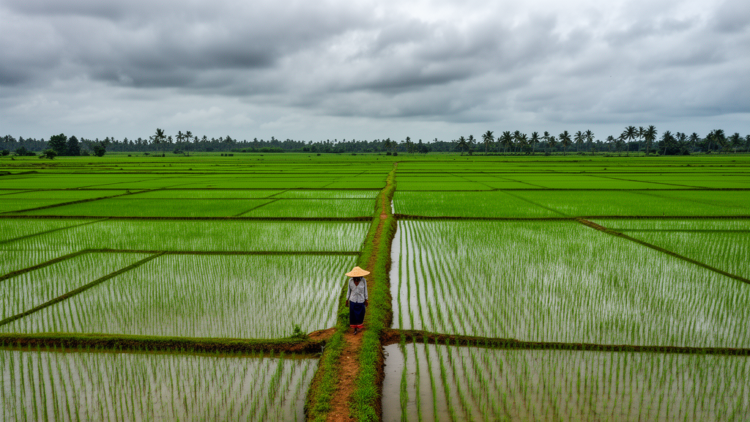 Simple model beats deep learning mapping monsoon-hidden rice in Cauvery Delta