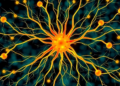 Pain's Hidden Geography: Single-Cell Maps Reveal How Nerve Injury Rewires the Body's Sensory Hub