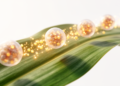 Smart Nanocarriers Promise Sustained Delivery of Biostimulants for Sustainable Crops