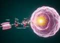 GPR54 activates YAP via Gαq/11–RhoA axis in triple-negative breast cancer