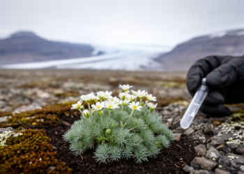 Genome-wide SNPs and metabolites reveal regional differentiation of Svalbard's dominant tundra plant