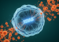 Cediranib plus KRASG12C inhibitors triggers replication stress and antitumor immunity