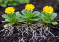 Mycorrhizal fungus helps three Sphagneticola plants cope with cadmium stress