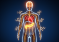 GLP-1 drugs emerge as multi-organ protectors far beyond blood sugar control