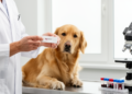 New 10-Minute Test Matches Lab Gold Standard for Detecting Heartworm in Dogs