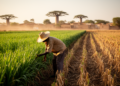 Resilience pays off unevenly for food security in Senegal, study finds
