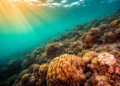 Seasonal Shifts and Site Conditions Drive Red Sea Benthic Biodiversity Patterns