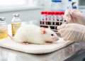 Mangrove extract delivers triterpenes fast in rat pharmacokinetic first
