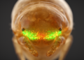 Hedgehog Gene Splitting in Spider Heads Undermines Claim That Arthropod Face Segments Evolved Independently