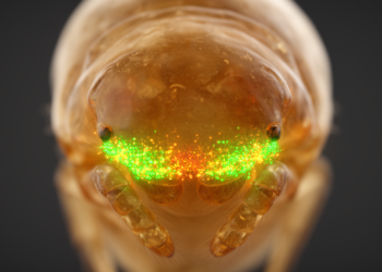Hedgehog Gene Splitting in Spider Heads Undermines Claim That Arthropod Face Segments Evolved Independently