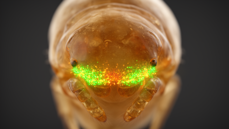 Hedgehog Gene Splitting in Spider Heads Undermines Claim That Arthropod Face Segments Evolved Independently