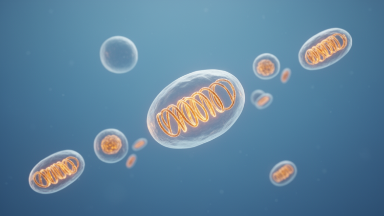 Exosomes, mitochondrial vesicles and microRNA cargo emerge as a new chemopreventive frontier in cancer