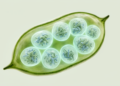 Tiny Alga's Oddball Chromosomes Live in Their Own Private Nuclear Neighborhoods