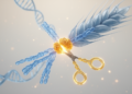 CRISPR centromere editing reshapes wheat chromosomes