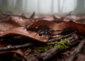 Five New Dwarf Spider Species Unearthed in China's Mountain Leaf Litter