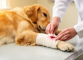 Dog's chemotherapy wound heals without surgery after delayed epirubicin extravasation