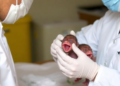 Scientists Propose Framework to Test Whether Oropouche Virus Harms Fetuses