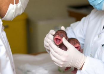 Scientists Propose Framework to Test Whether Oropouche Virus Harms Fetuses