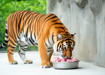 Captive Amur Tigers Show Age-Specific Gut Microbes and Metabolism on the Same Diet