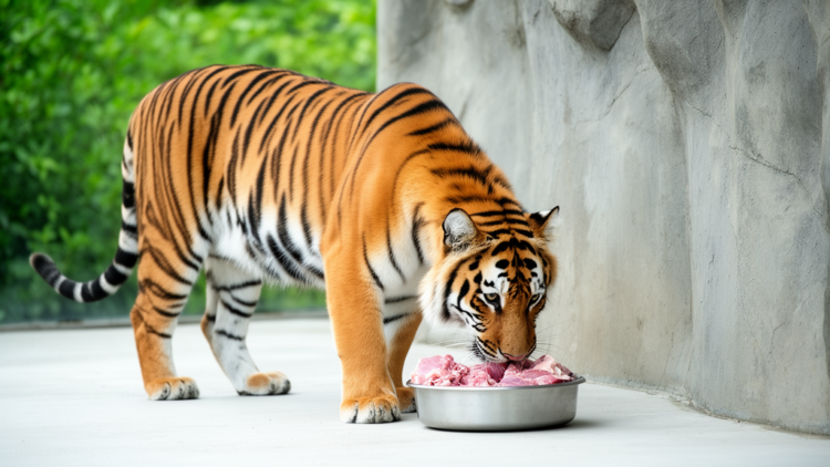 Captive Amur Tigers Show Age-Specific Gut Microbes and Metabolism on the Same Diet