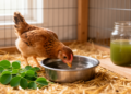 Moringa Leaf Extract in Drinking Water Boosts Feed Efficiency in Chahua Chickens