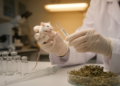 Repurposed Drugs and Herbal Compounds Show Early Promise Against Postmenopausal Alzheimer's in Rat Studies