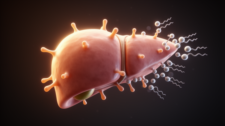Phospholipid POPE calms activated liver cells in fibrosis study