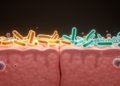 Genetic study links gut microbes to ulcerative colitis and flags two biomarkers