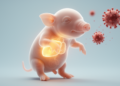 Fetal heart and liver, not thymus, drive early antiviral gene response to PRRSV