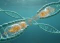 CRISPR–Cas systems in Microcoleus cyanobacteria show a dynamic history of gene flow