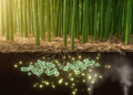 Intensive bamboo management shifts soil microbes toward nitrogen loss