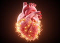Nanoparticle drug delivery shows promise for shielding the heart from doxorubicin
