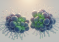 E-cadherin's Rising and Falling Levels Steer How the Placenta Builds Itself