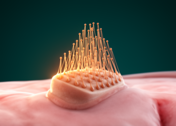 How Mouse Cochlear Hair Cells Build Their Sound-Sensing Bundles