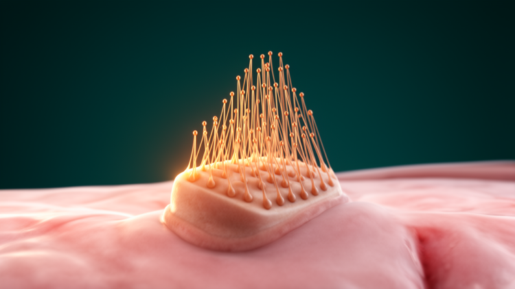 How Mouse Cochlear Hair Cells Build Their Sound-Sensing Bundles