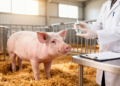 Experimental Inactivated Vaccine Built from Chinese Pig Isolate Curbs Ileitis in Challenge Study