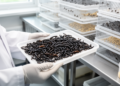 Black soldier fly breeding trial shows genetic gains in larval weight, but inbreeding looms