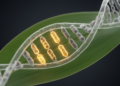 Rice PPO Gene Family Revealed as a Living Record of Birth and Death Evolution