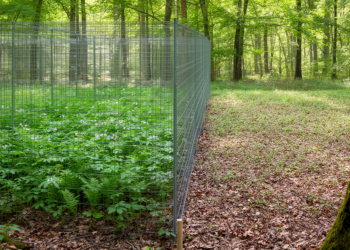 Fenced-off deer reveal how browsing reshapes forest floor plant traits
