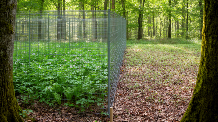 Fenced-off deer reveal how browsing reshapes forest floor plant traits