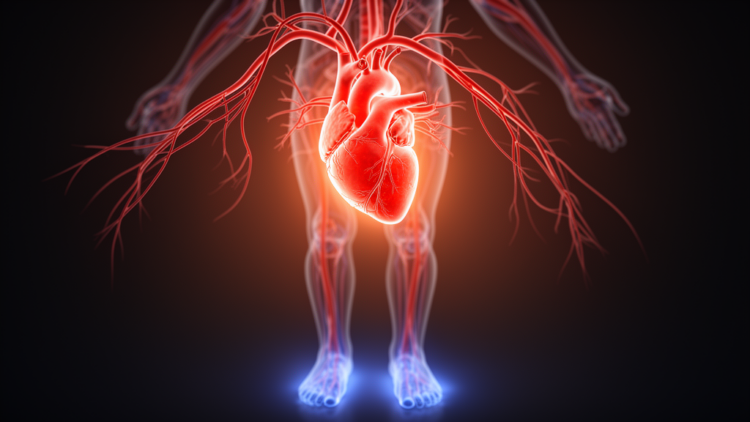 Mean circulatory filling pressure emerges as key to cardiac output and edema risk