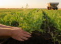 Lentil intercrops fix most of their own nitrogen and cut fertilizer emissions
